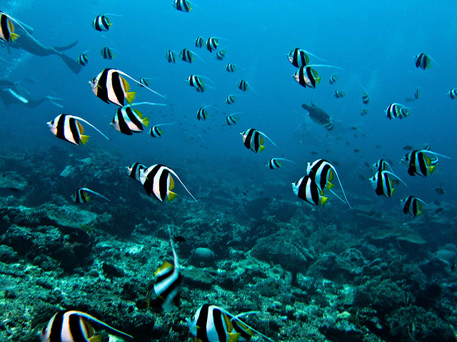 Scuba diving Indonesia